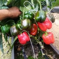 فروش انواع نشاء سبزی وصیفی با بذرهای مرغوب