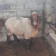 گوسفند ماده 0ابستن0 نر