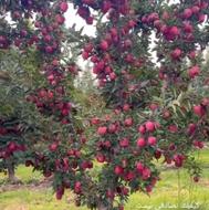 خدمات کشاورزی