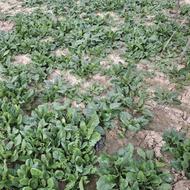 فروش اسفناج