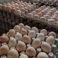 فروش تخم مرغ محلی