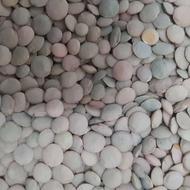 عدس درجه یک درشت دانه فروش فوری