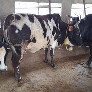 گاو محلی اث ناف دار کول دار