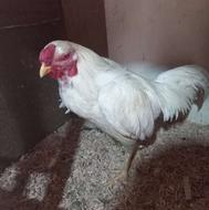 خروس لاری سفید تاجمهر