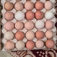 تخم نطفه دار مرغ گلیپایگانی، محلی، رشتی