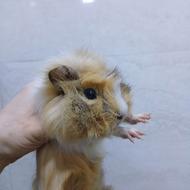 2 عدد خوکچه نر و ماده