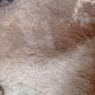 کاه گندم درجه 1