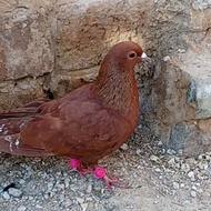 کفتر سرخ کرمونی