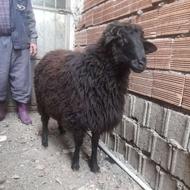 گوسفند ابستن ونر