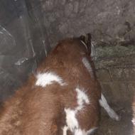 فروشی دو عدد گوساله