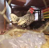 مرع وخروس. مینیا توری اصل بسیار زیبا