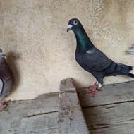 کبوتر آلمانی