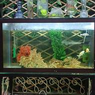 آکواریوم همراه لوازم ،ماهی