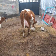 گاو سیمیتال