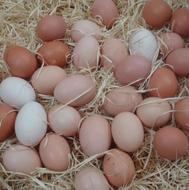 تخم مرغ محلی اصل