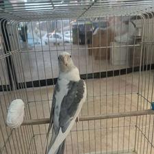 عروس هلندی آلبینو ابلغ