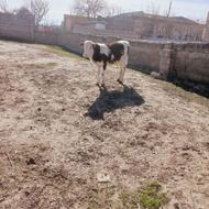 گوساله نر سیمینتال