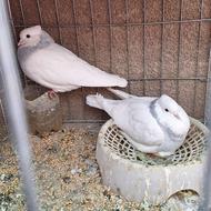 طوقی ابروبادی