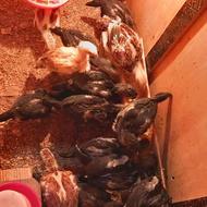 جوجه مرغ لاری نسل ب شرط