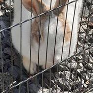 خرگوش نر ساده