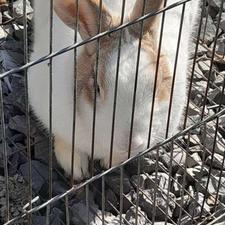 خرگوش نر ساده