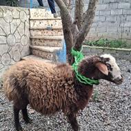 گوسفند ابستن