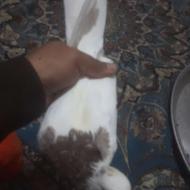 توقی نر درشت