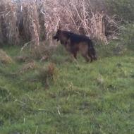 سنگکاری حرف