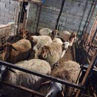 گوسفندنروماده