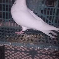 کبوتر نرکله برنجی فروش است