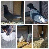 کبوتر ماده سیاه دمسفید طوقی شازده دمسبز