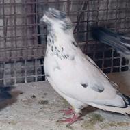 کبوتر های تک پر عالی