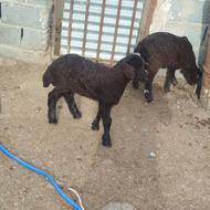 گوسفند افشاری