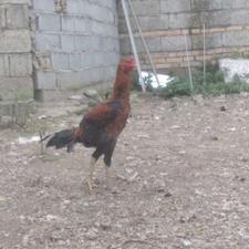 جوجه لاری افغان