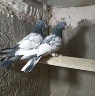 فروش سه جفت پاکستانی نروماده باه 3میلیون