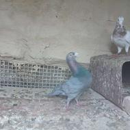 یه جفت هفت رنگ