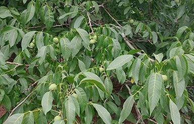 باغ میوه 1150متری