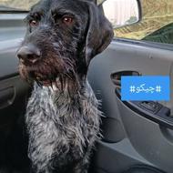 واگذاری موسیمی آلمانی نر دو ساله فول شکار