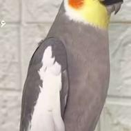 عروس هلندی نر آماده پا جفت