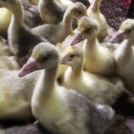 جوجه غاز یک ماهه