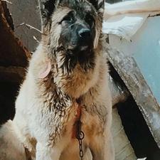 سگ سرابی اصل با بهترین نژاد واگذاری