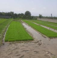 بانک نشا.بذر برنج.دستگاه نشا