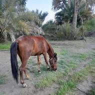 اسب مادیان ابستن