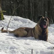 سگ سرابی نسل معتبر