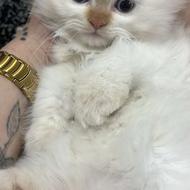 گربه پرشین اصیل