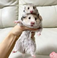 همستر پشمالو