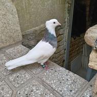 طوقی نر7رنگ لاکچری