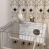 یک جفت طوطی عروس هلندی