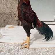 خروس لاری بالا