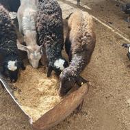 دوعددبره نر